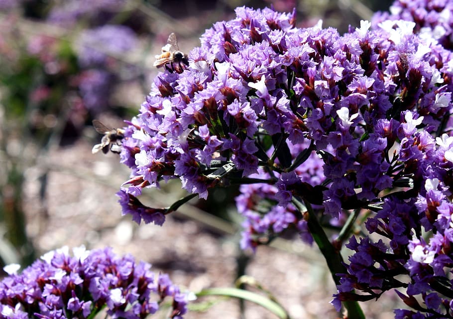 bee, flower, nature, insect, summer, honey, floral, blossom HD wallpaper