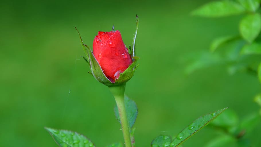rose, blossom, bloom, flower, red, plant, close-up, leaf, plant part HD wallpaper