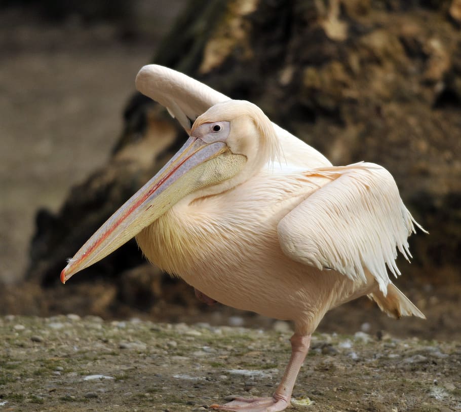 zoo, hellabrunn, munich, animal themes, one animal, bird, vertebrate HD wallpaper