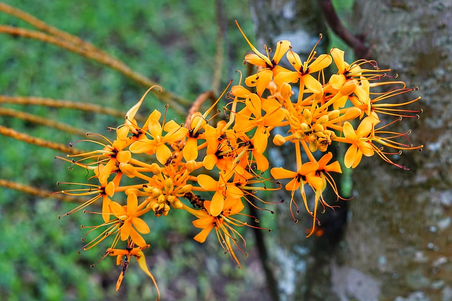 saraca dives, small, orange, flower, cluster, nature, flora HD wallpaper