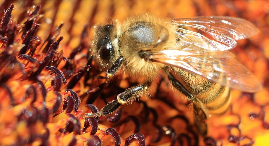 bee perched on brown flower, macro, sun flower, insect, animal themes HD wallpaper