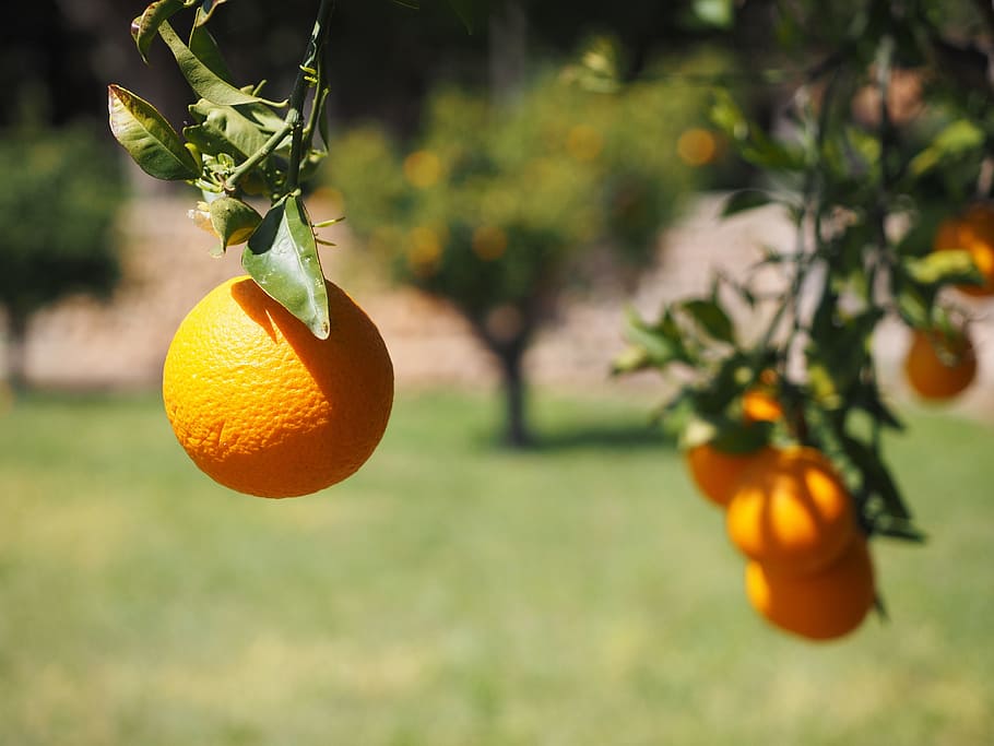 orange, fruit, orange tree, citrus fruit, periwinkle, diamond green HD wallpaper