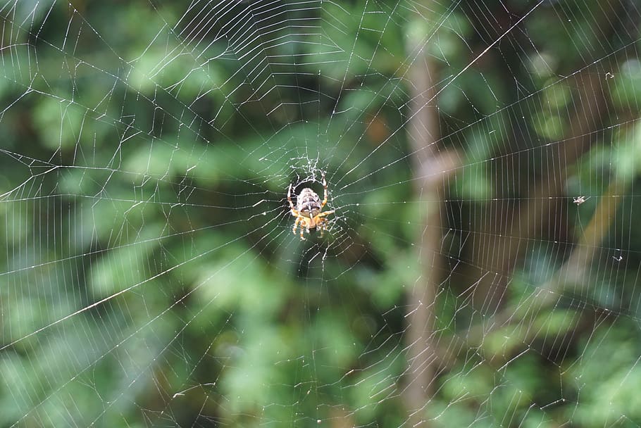 spider, cobweb, nature, insect, spider web, animal themes, invertebrate HD wallpaper