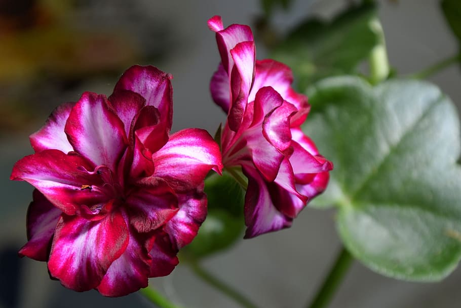 Geranium, Blossom, Bloom, edelgeranie, balcony plant, flower HD wallpaper