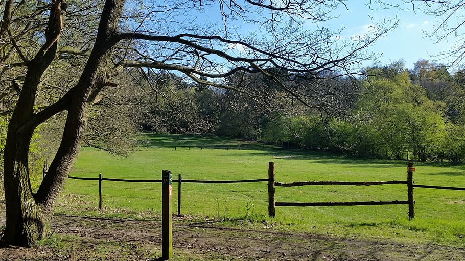 forest, glade, gate, landscape, trees, green, grass, nature HD wallpaper