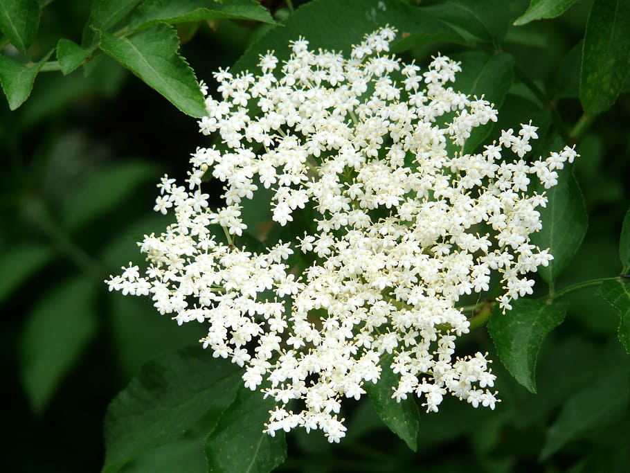 Elderberries 1080P, 2K, 4K, 5K HD wallpapers free download | Wallpaper ...