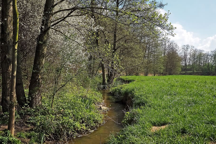 Forest, Landscape, Bach, Glade, Trees, nature, water, green HD wallpaper