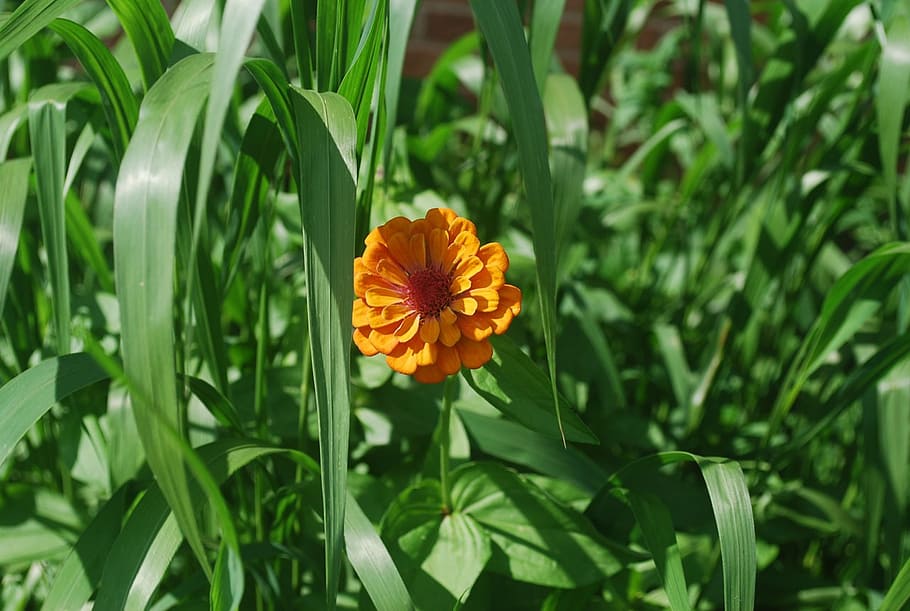 flower, orange, grass, greenery, flowering plant, freshness HD wallpaper