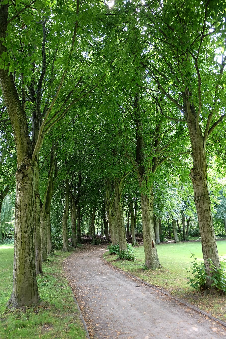 trees, avenue, away, park, mood, nature, tree lined avenue HD wallpaper