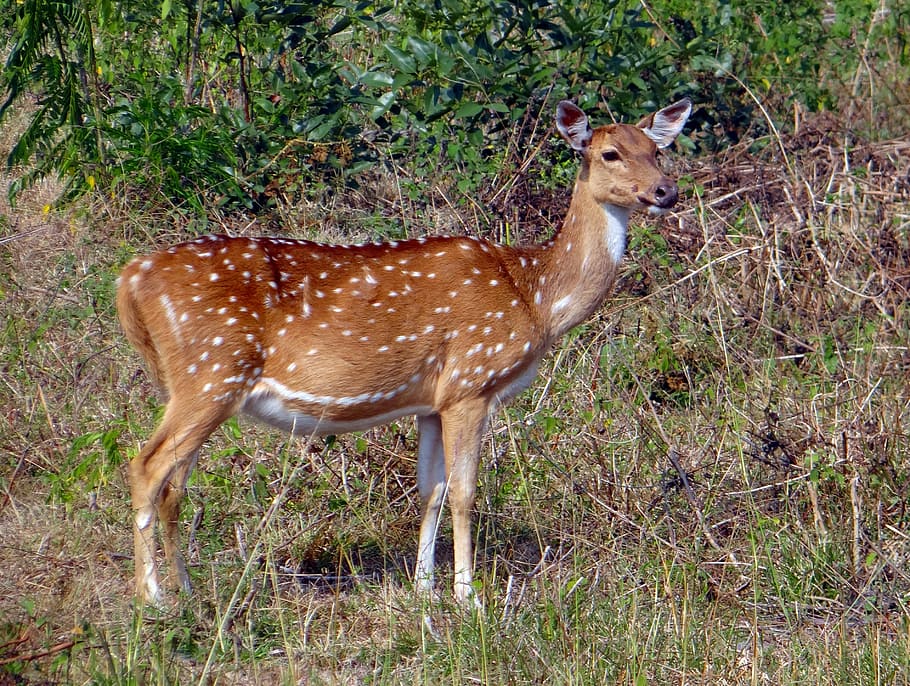 spotted deer, chital, axis axis, wildlife, mammal, animal, india HD wallpaper