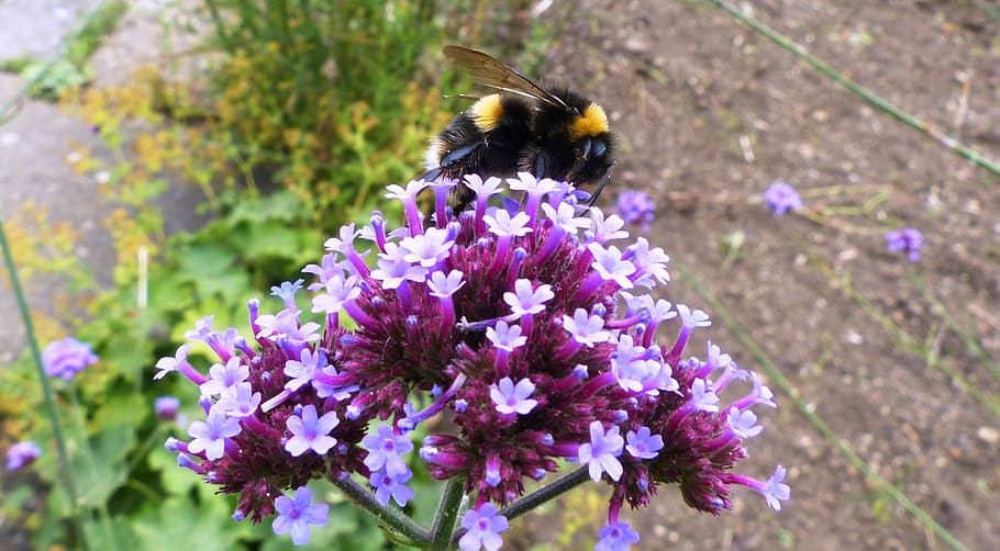 bee, flower, pollen, insect, pollinate, nature, summer, flowering plant HD wallpaper