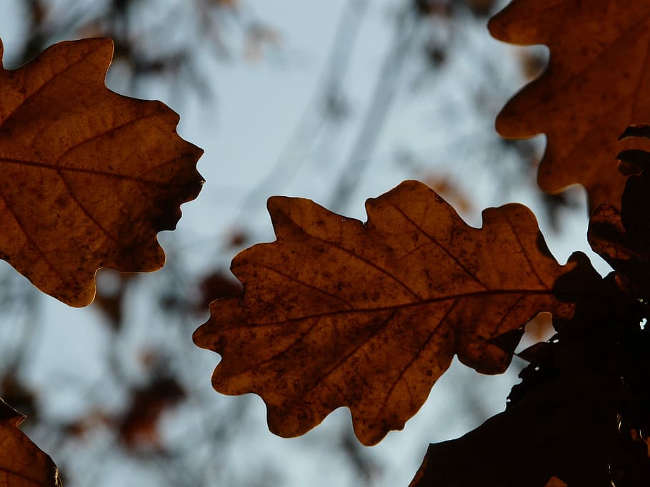 Leaves, Quercus, Sessile Oak, oak leaves, quercus petraea, winter oak, HD wallpaper