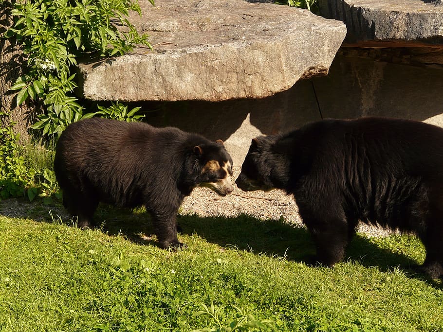 spectacled bear, andean bear, predator, short snout bear, animal HD wallpaper