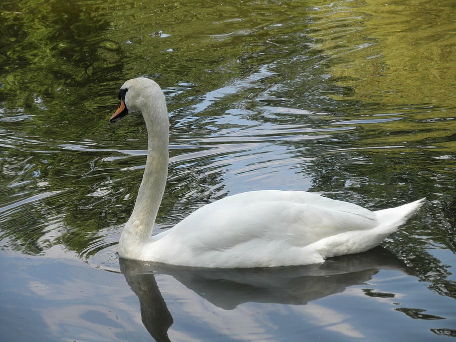 swan, pond, water, bird, nature, lake, animal, wildlife, white HD wallpaper