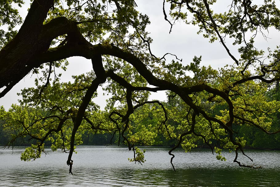 tree, lake, loneliness, landscape, silent, nature, melancholy HD wallpaper