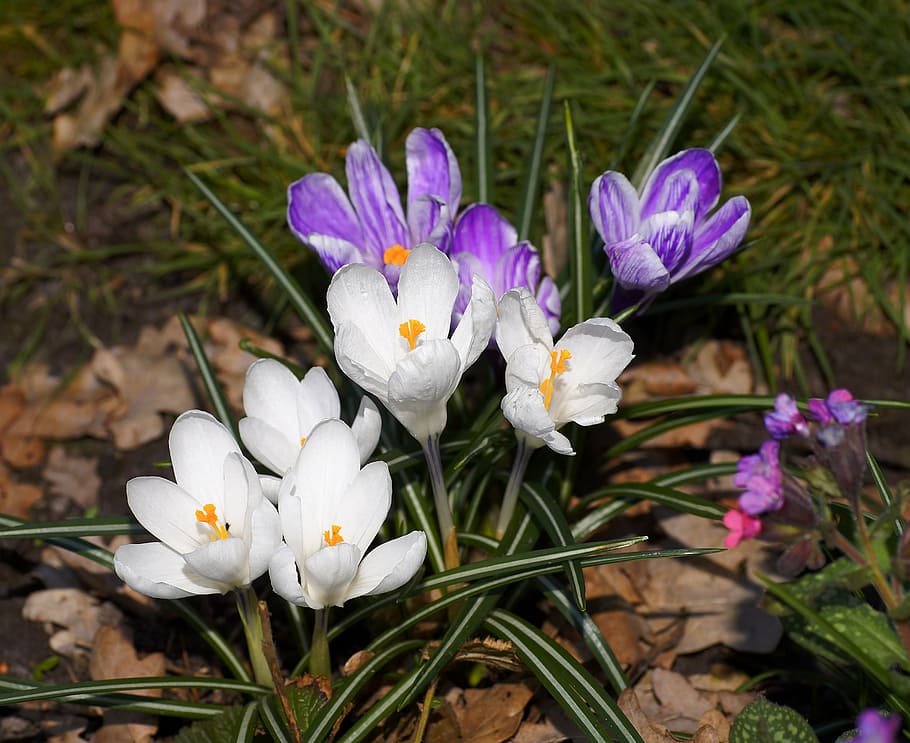 crocus, flowers, spring, plant, purple, white, nature, close HD wallpaper
