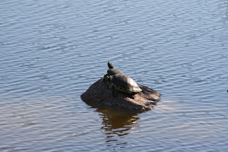 water, nature, lake, reflection, pool, turtle, horizontal, animal themes HD wallpaper