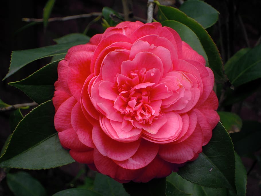 camellia, red, plant, flowering plant, beauty in nature, petal HD wallpaper