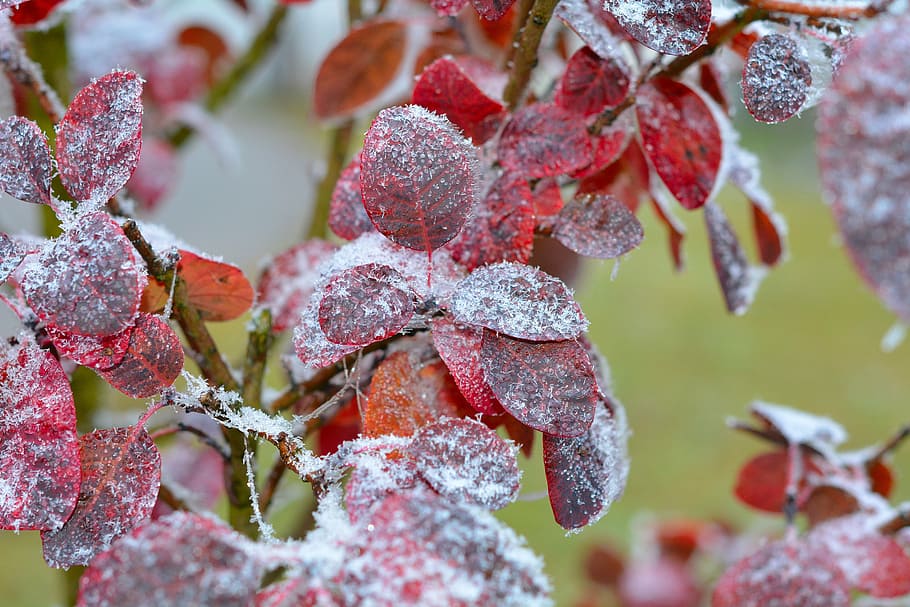 judas tree, leaves, hoarfrost, close-up, growth, plant, cold temperature