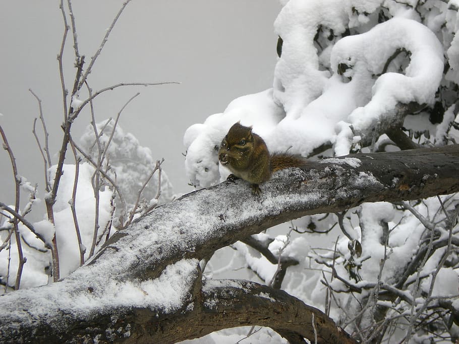 Squirrel, Snow, Winter, cold temperature, animals in the wild HD wallpaper