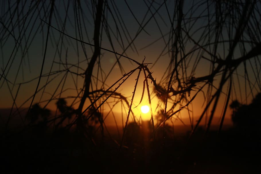 Sun, Branches, Tree, Sunset, the sun, silhouette, nature, dusk HD wallpaper