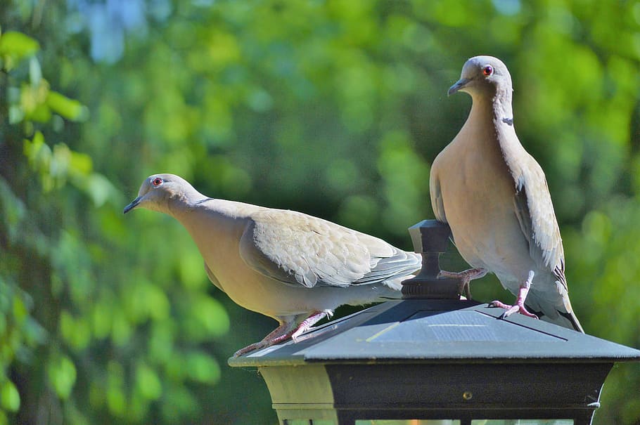 dove, bird, collared, nature, city pigeon, poultry, wing, foraging HD wallpaper