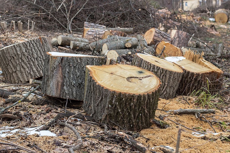 branch, stumps, saw cut, logs, sawmill, the sawed down, trees