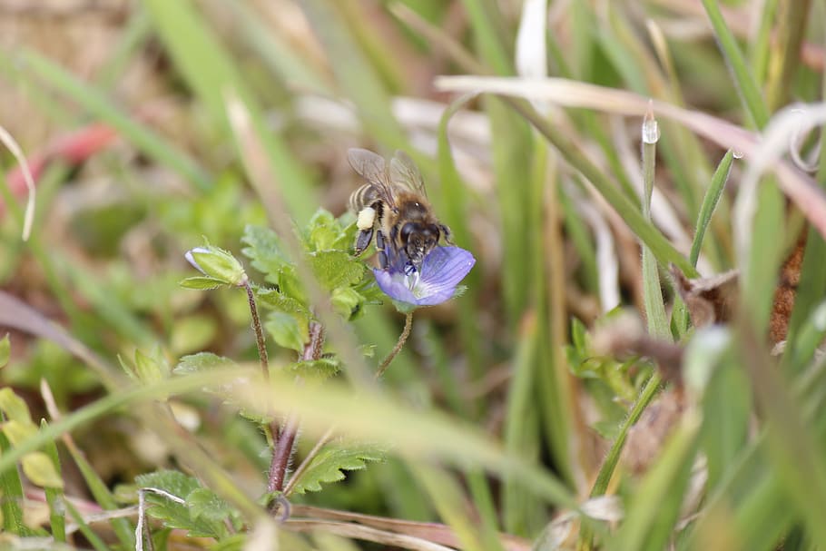 Bee, Flower, Grass, Nature, Insect, plant, green, honey bee HD wallpaper