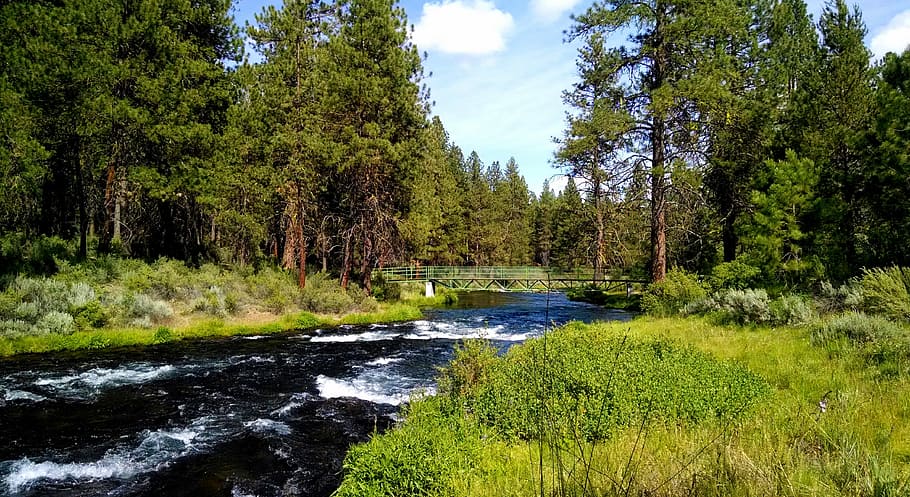 river, collier park, oregon, trees, green, nature, plant, water HD wallpaper
