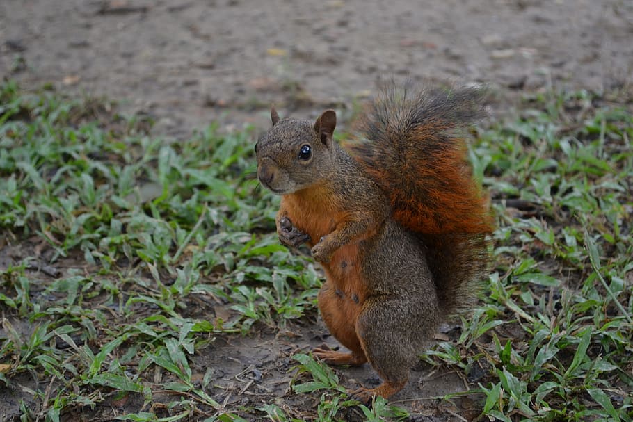 squirrel, nature, natural, park, rodent, animal, animals, animal world HD wallpaper