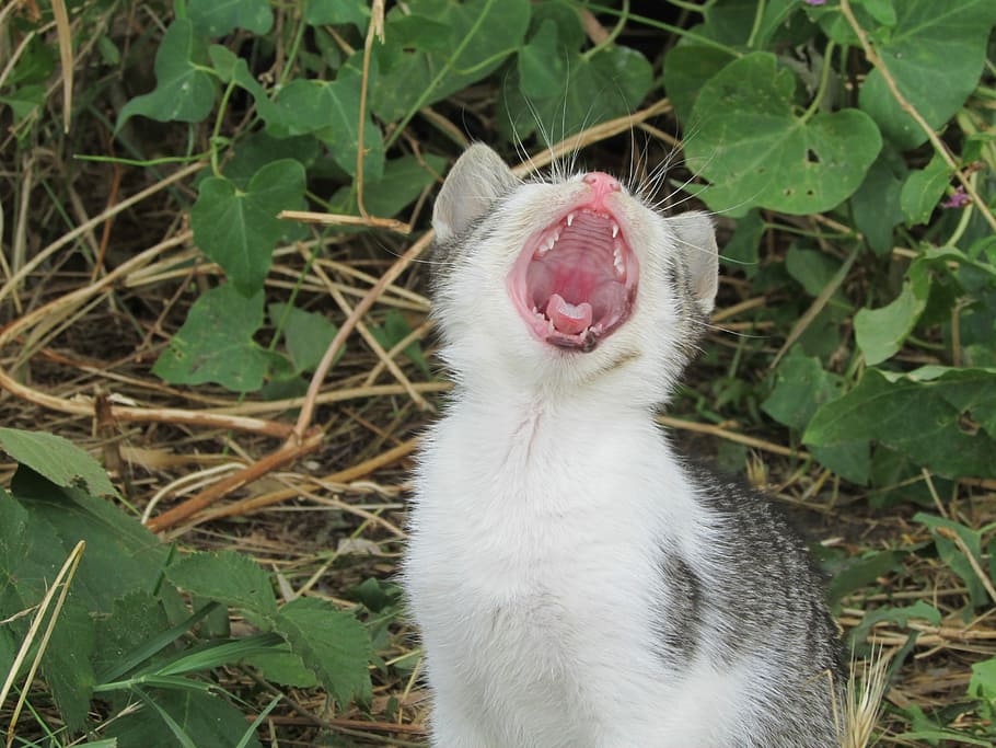 Kitten, Yawn, Bush, animal themes, one animal, mouth open, domestic cat HD wallpaper
