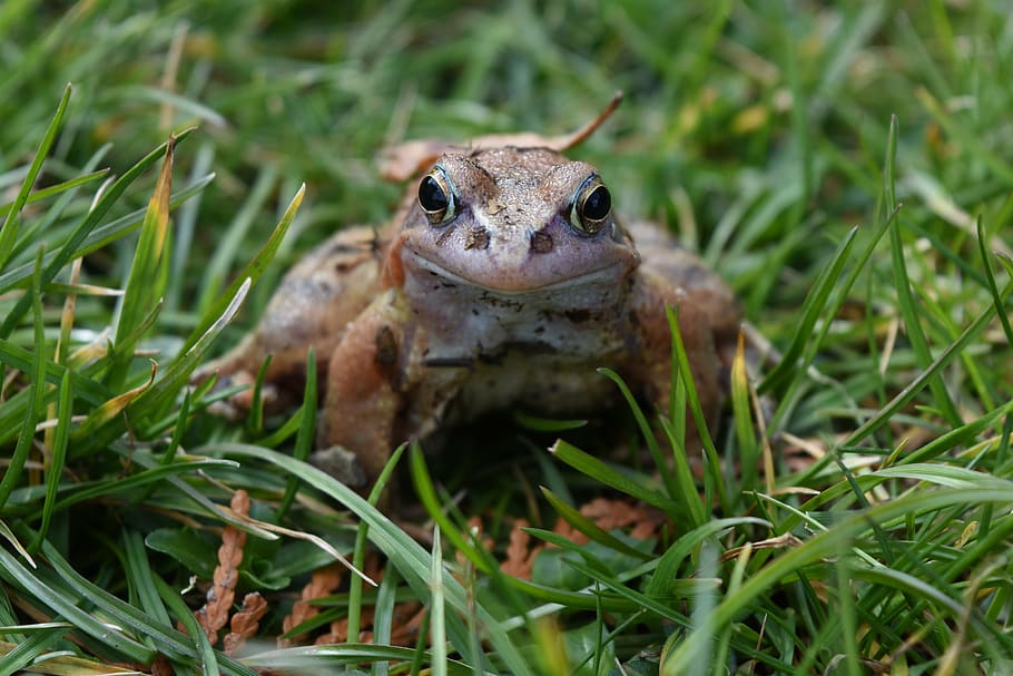 the frog, nature, amphibian, animal, toad, wildlife, grass HD wallpaper