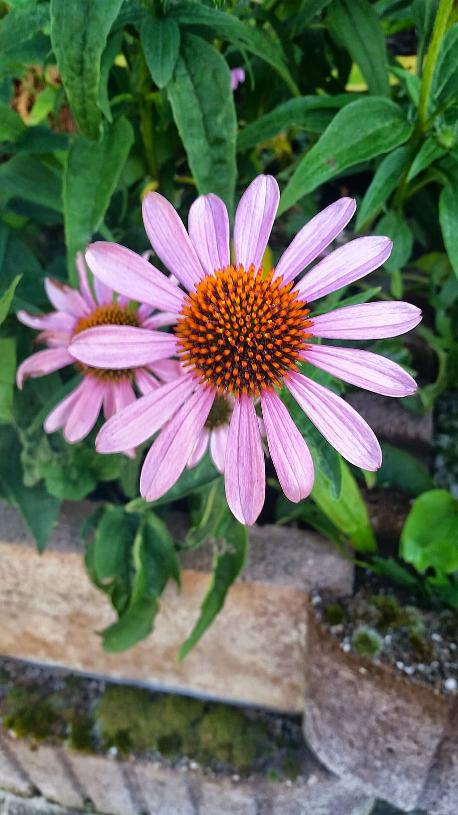 flower, pink, daisy, flowering plant, petal, freshness, fragility HD wallpaper