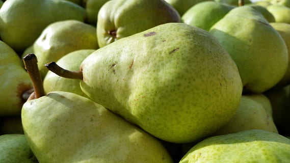 bartlett pear, healthy, fruit, food, fresh, organic, ripe, sweet HD wallpaper