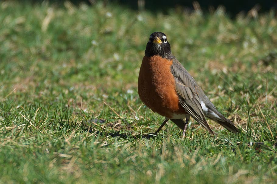 robin, bird, birding, animal wildlife, one animal, animals in the wild HD wallpaper