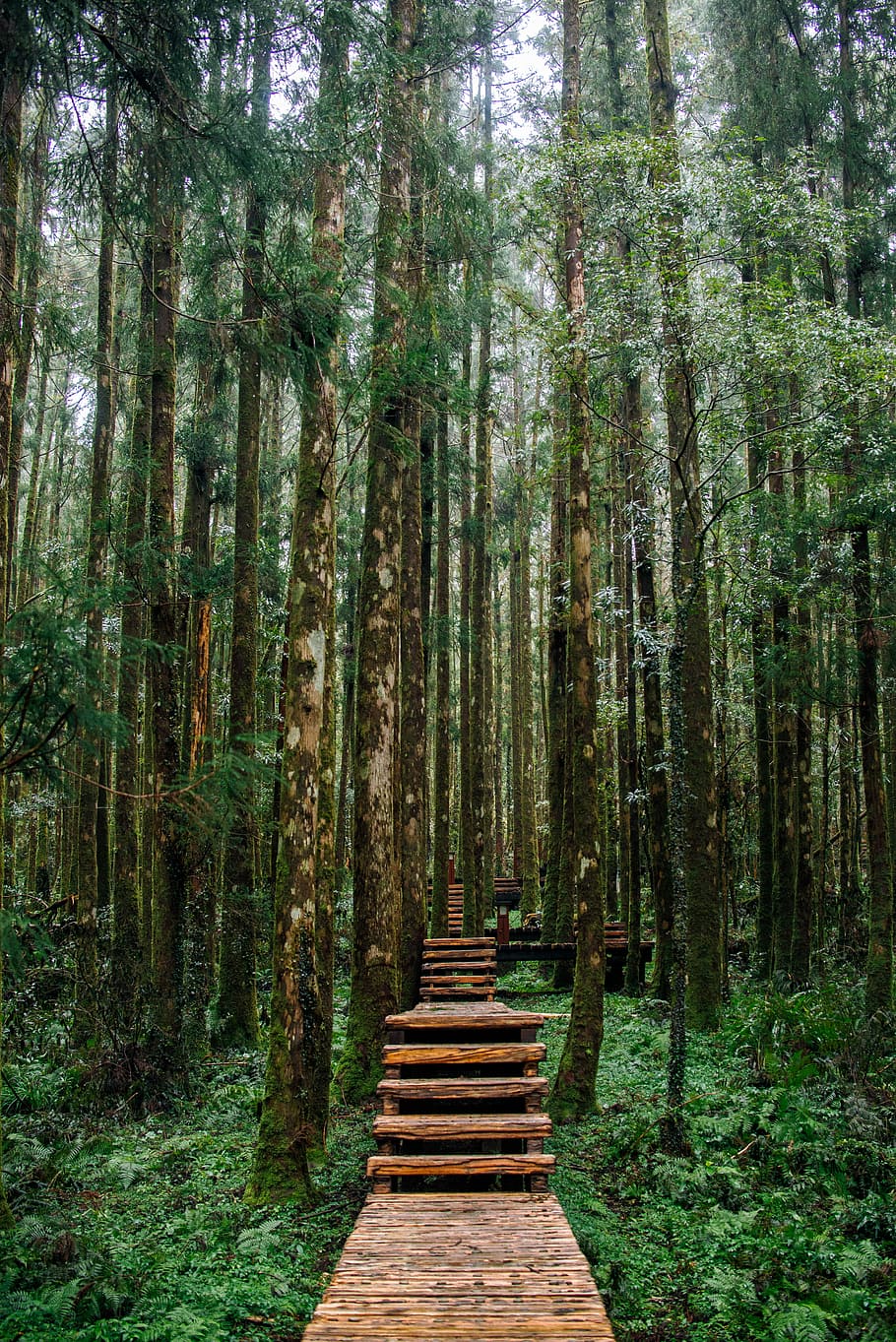 brown wooden bridge inside forest, brown wooden pathway in forest
