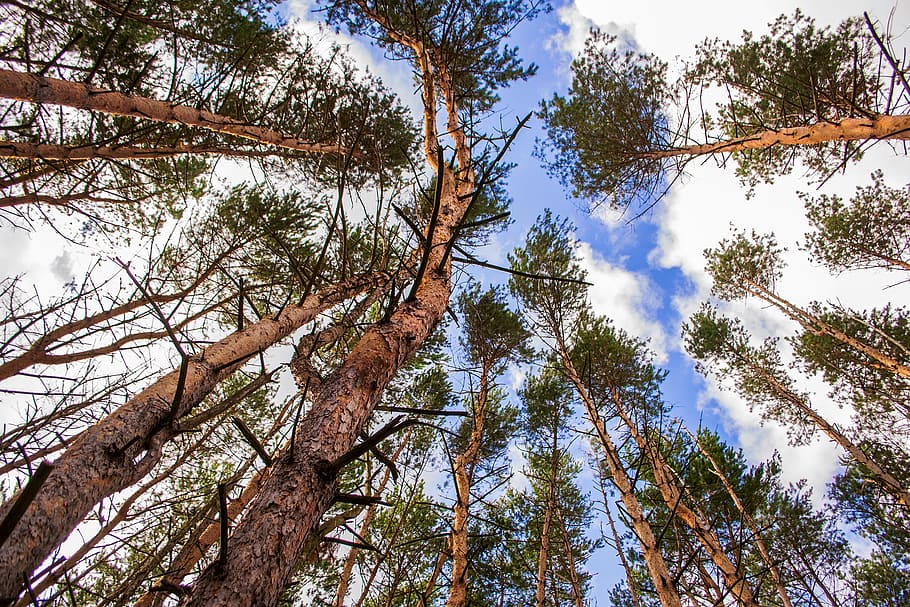 pine, sky, from the bottom, tree, plant, low angle view, growth HD wallpaper