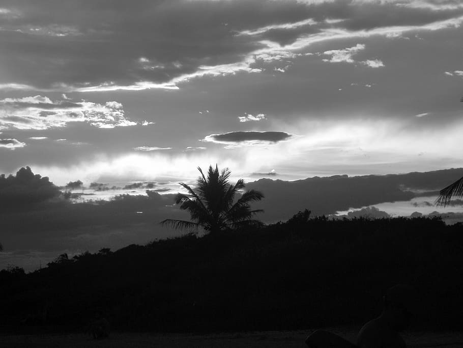 sunset, coconut trees, beira mar, beach, cloud - sky, plant HD wallpaper