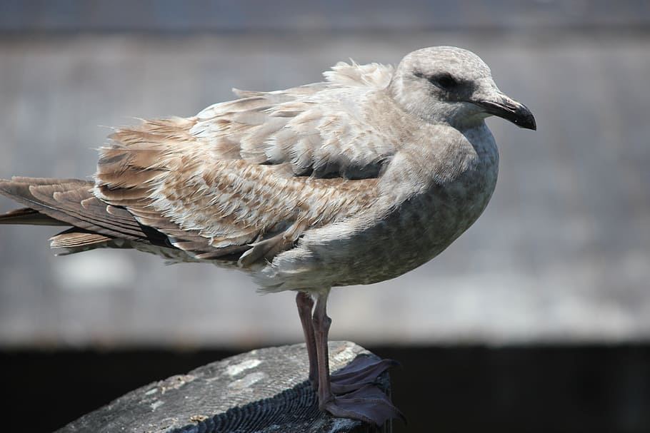 seagull, marina, bird, animal, nature, wildlife, feather, beak HD wallpaper