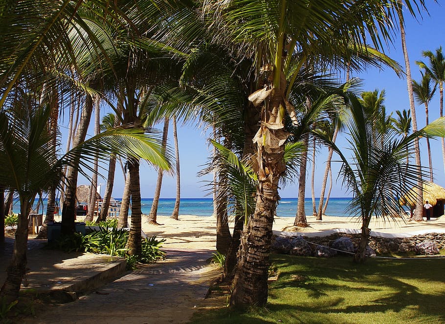 Punta Cana, Bavaro, Beach, dominican republic, holiday, palm trees, HD wallpaper
