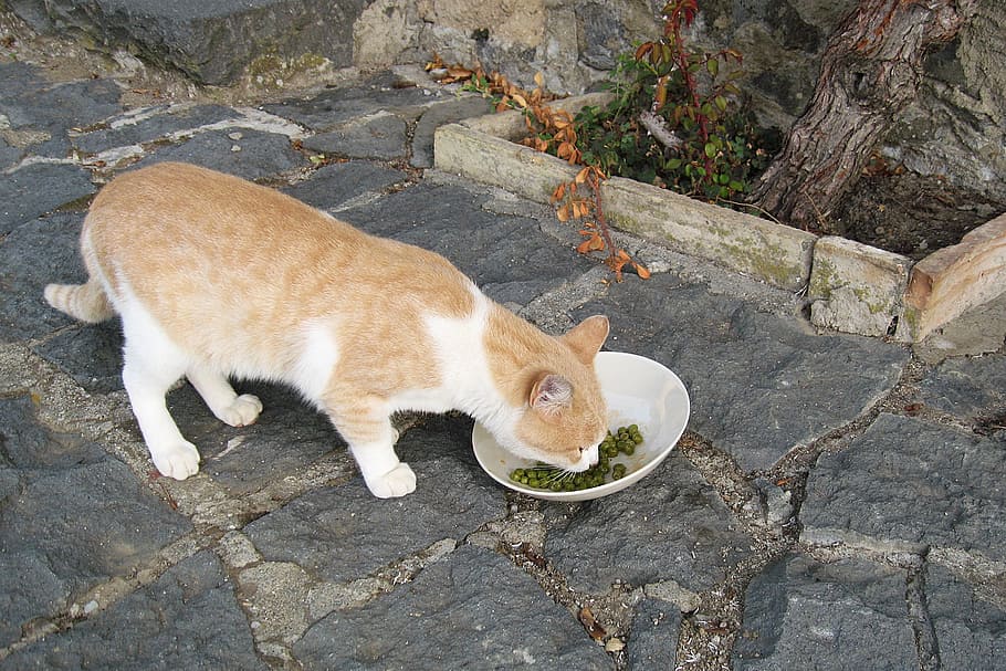 cat, animal, pet, cute, domestic Cat, pets, mammal, feline HD wallpaper