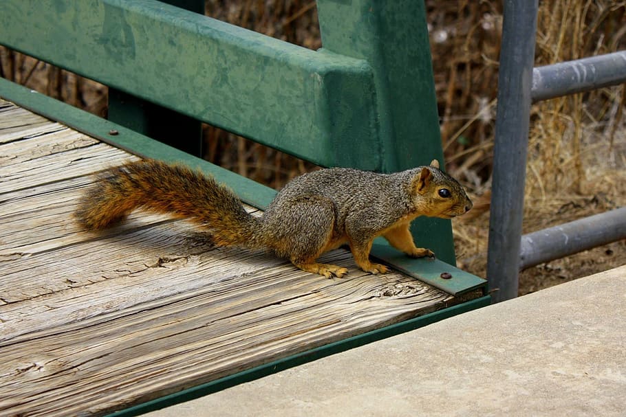 Squirrel, Fall, Wildlife, Rodent, Fluffy, bridge, outdoors HD wallpaper