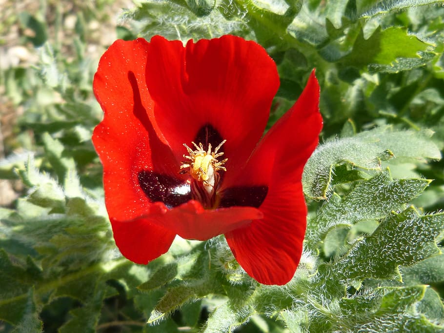 poppy, flower, spring, nature, red, plant, flowering plant HD wallpaper