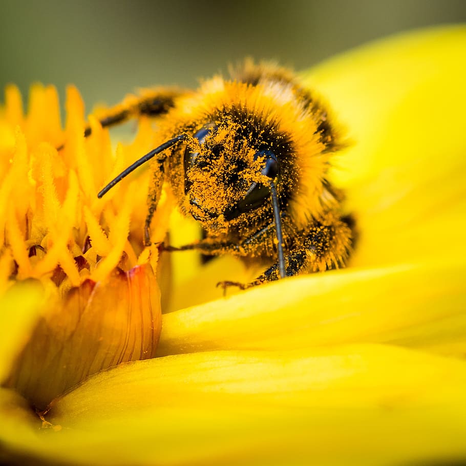 selective focus photography of honeybee on yellow petaled flower HD wallpaper
