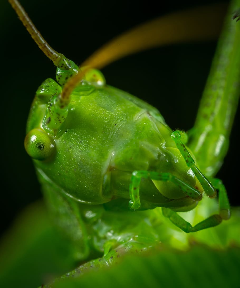 bespozvonochnoe, insect, no one, living nature, singing grasshopper