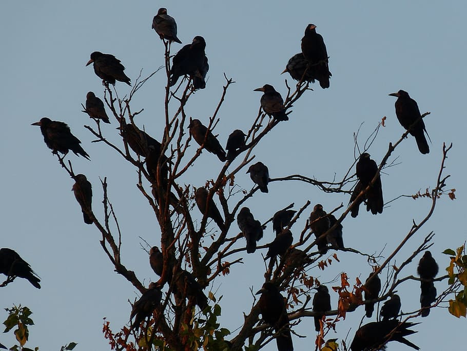 flock of bird perched on brown tree, birds, branch, swarm, back light HD wallpaper