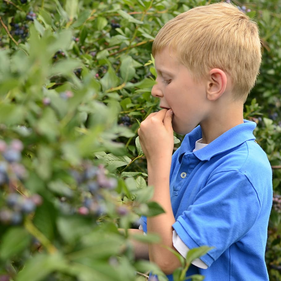 boy, blue, blueberry, kid, fun, childhood, happiness, young HD wallpaper
