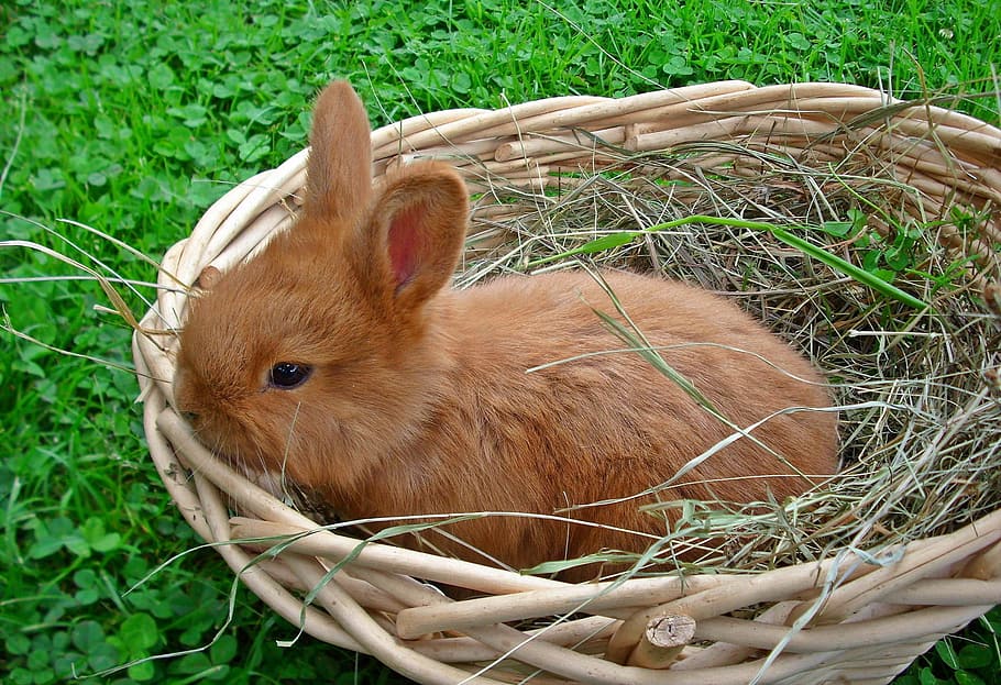 brown rabbit on brown wicker basket, animals, bunny, charming HD wallpaper