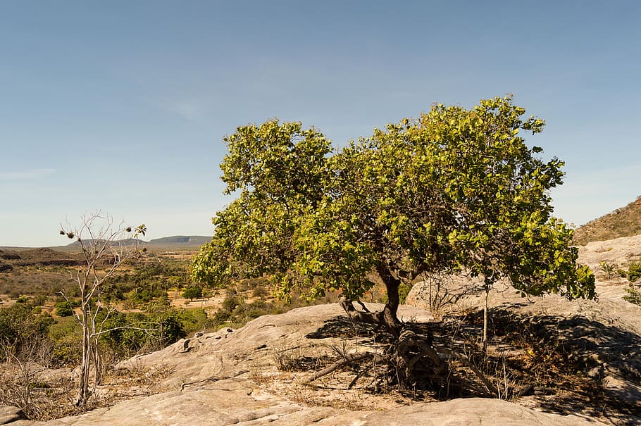 Tree, Alone, clear sky, landscape, rural scene, agriculture HD wallpaper