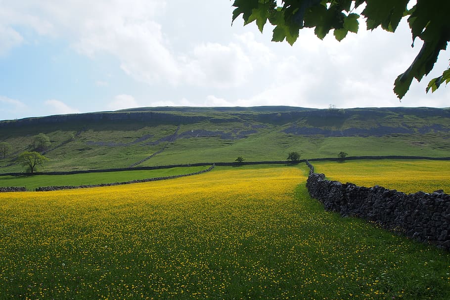 Buttercups, Stone, Walls, Fields, stone walls, agriculture HD wallpaper
